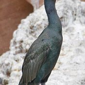 Brandt's Cormorant